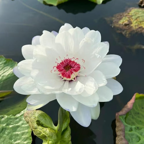 Last Day Sale - 49% OFF💐The Sacred Bonsai Bowl Lotus Flower - 🌸7 Days germination🌸