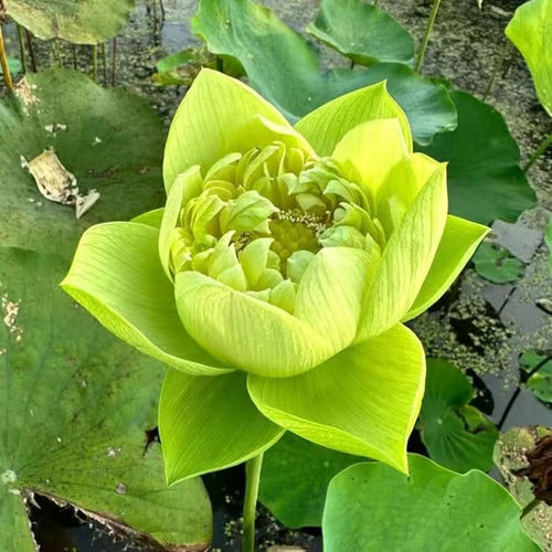 Last Day Sale - 49% OFF💐The Sacred Bonsai Bowl Lotus Flower - 🌸7 Days germination🌸