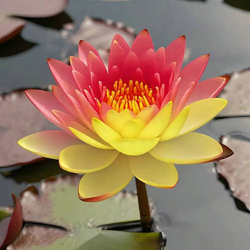 Last Day Sale - 49% OFF💐The Sacred Bonsai Bowl Lotus Flower - 🌸7 Days germination🌸