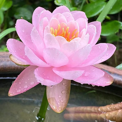 Last Day Sale - 49% OFF💐The Sacred Bonsai Bowl Lotus Flower - 🌸7 Days germination🌸