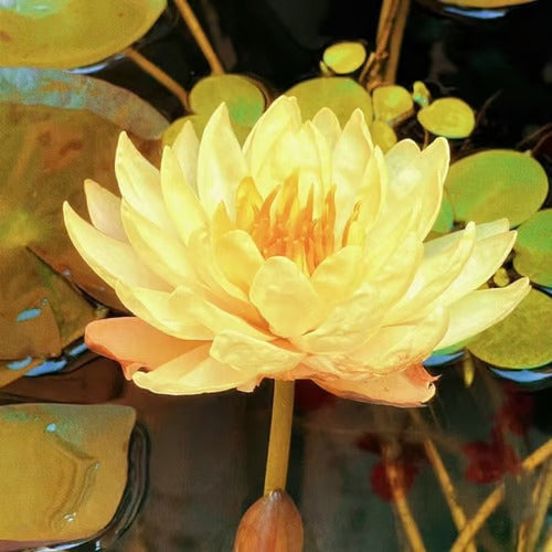Last Day Sale - 49% OFF💐The Sacred Bonsai Bowl Lotus Flower - 🌸7 Days germination🌸
