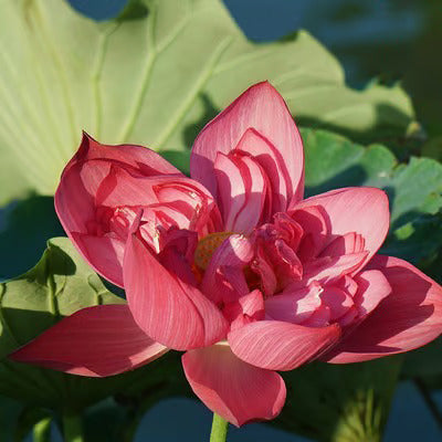 Last Day Sale - 49% OFF💐The Sacred Bonsai Bowl Lotus Flower - 🌸7 Days germination🌸