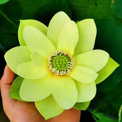 Last Day Sale - 49% OFF💐The Sacred Bonsai Bowl Lotus Flower - 🌸7 Days germination🌸