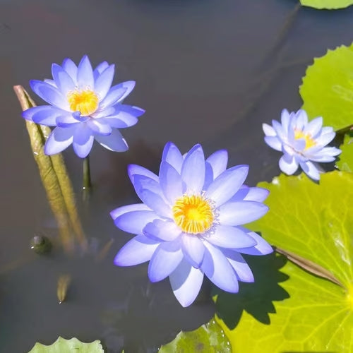 Last Day Sale - 49% OFF💐The Sacred Bonsai Bowl Lotus Flower - 🌸7 Days germination🌸