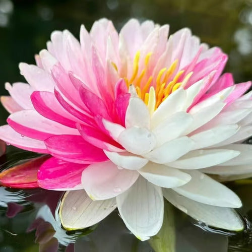 Last Day Sale - 49% OFF💐The Sacred Bonsai Bowl Lotus Flower - 🌸7 Days germination🌸
