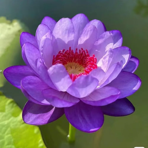 Last Day Sale - 49% OFF💐The Sacred Bonsai Bowl Lotus Flower - 🌸7 Days germination🌸