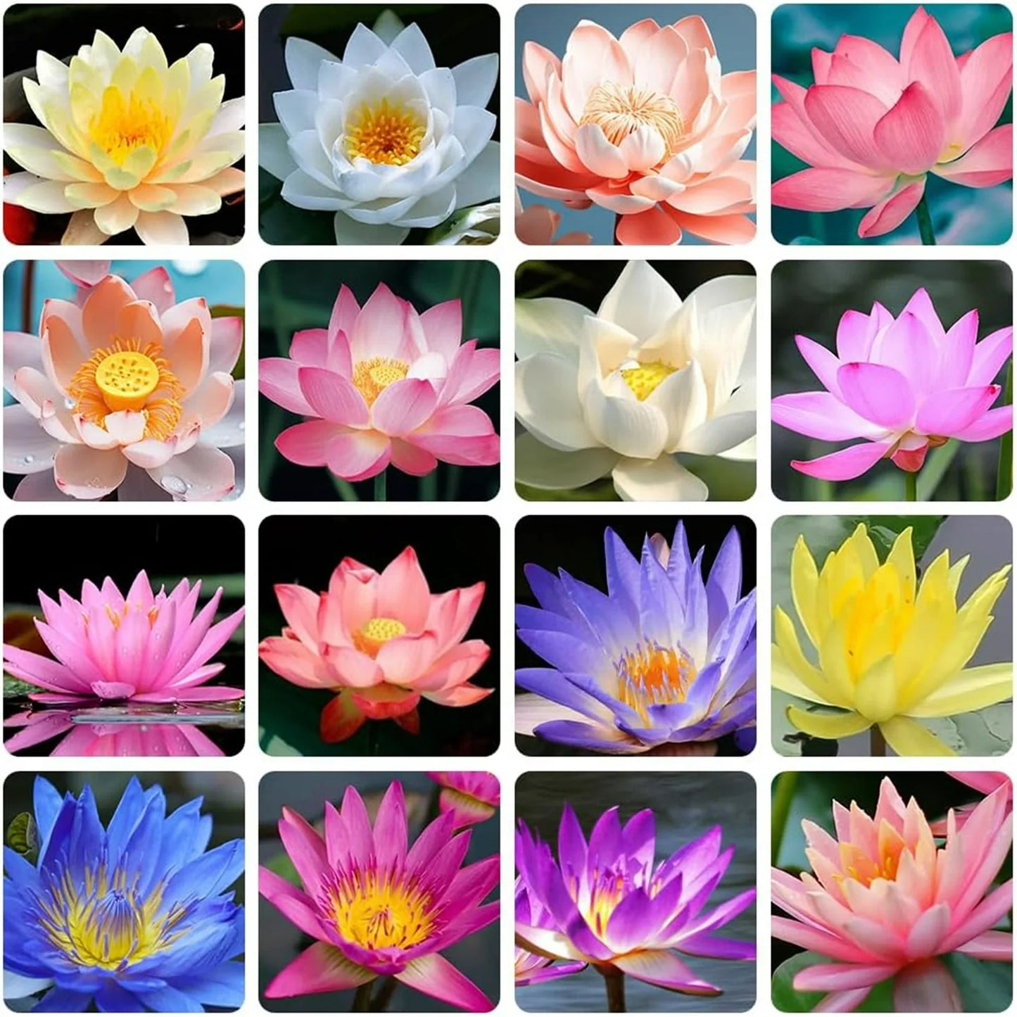 Last Day Sale - 49% OFF💐The Sacred Bonsai Bowl Lotus Flower - 🌸7 Days germination🌸