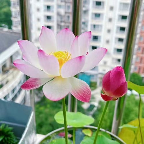 Last Day Sale - 49% OFF💐The Sacred Bonsai Bowl Lotus Flower - 🌸7 Days germination🌸