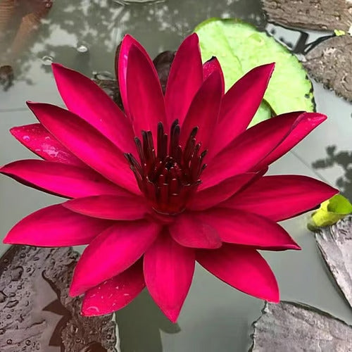 Last Day Sale - 49% OFF💐The Sacred Bonsai Bowl Lotus Flower - 🌸7 Days germination🌸