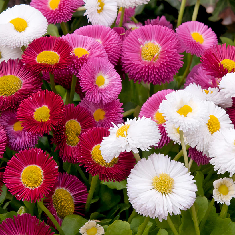 All-Season Mixed Flowers