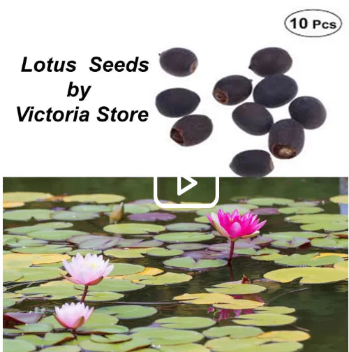 Last Day Sale - 49% OFF💐The Sacred Bonsai Bowl Lotus Flower - 🌸7 Days germination🌸