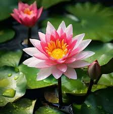 Last Day Sale - 49% OFF💐The Sacred Bonsai Bowl Lotus Flower - 🌸7 Days germination🌸