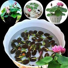Last Day Sale - 49% OFF💐The Sacred Bonsai Bowl Lotus Flower - 🌸7 Days germination🌸