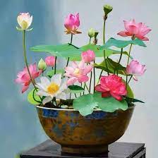 Last Day Sale - 49% OFF💐The Sacred Bonsai Bowl Lotus Flower - 🌸7 Days germination🌸