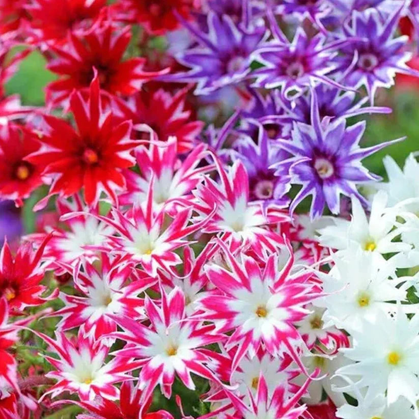 All-Season Mixed Flowers