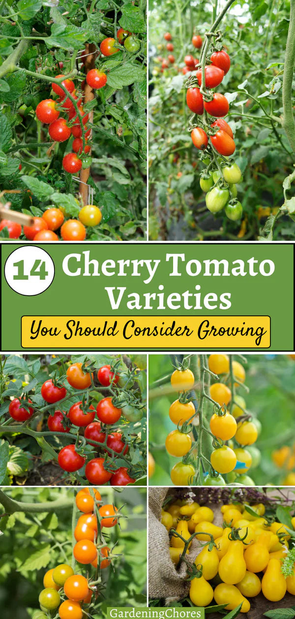 Colorful Cherry Tomatoes Seeds