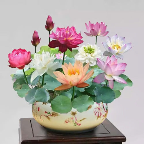 Last Day Sale - 49% OFF💐The Sacred Bonsai Bowl Lotus Flower - 🌸7 Days germination🌸