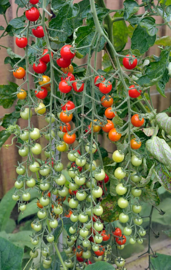 Colorful Cherry Tomatoes Seeds