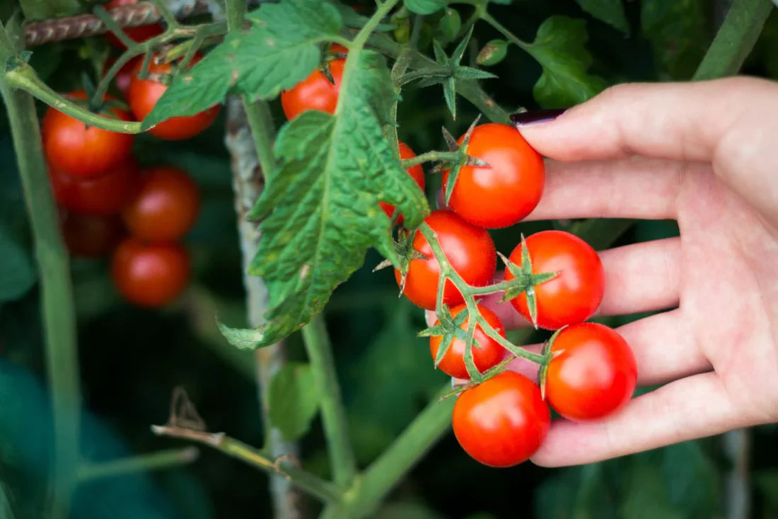 Colorful Cherry Tomatoes Seeds