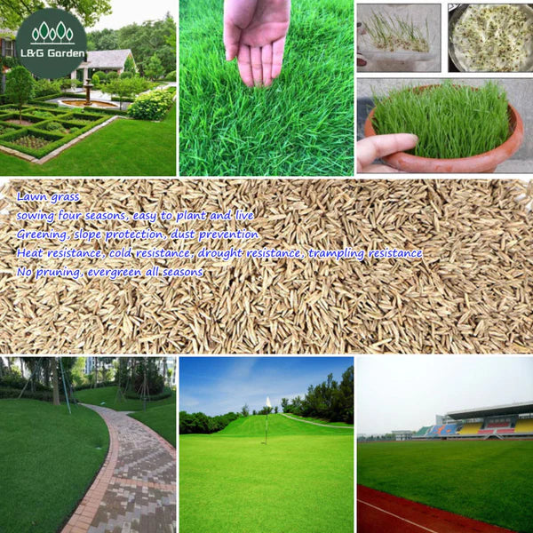 Evergreen Grass Seeds Home Garden Courtyard Ground Cover Plant DIY, (100g)