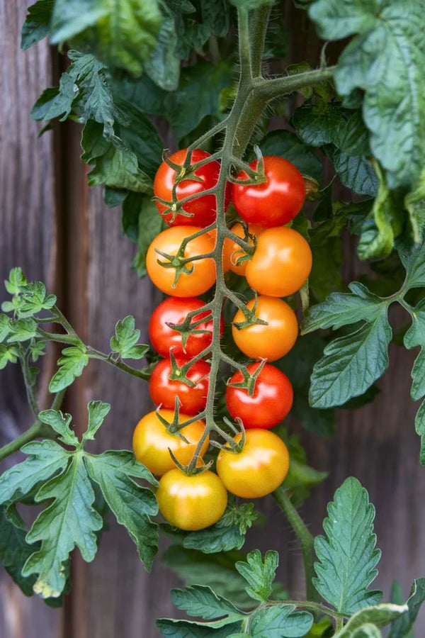 Colorful Cherry Tomatoes Seeds