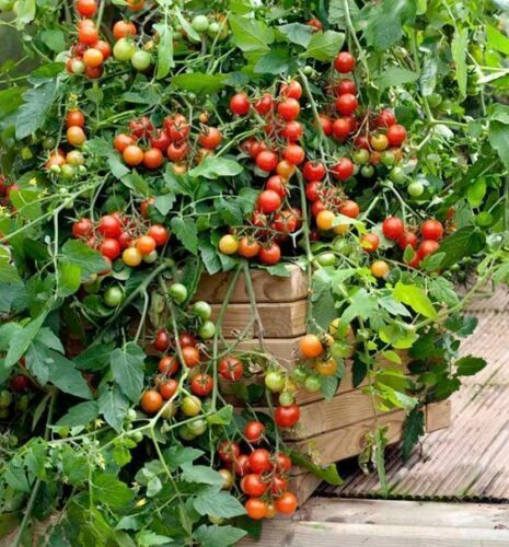 Colorful Cherry Tomatoes Seeds