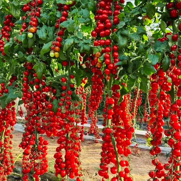 Colorful Cherry Tomatoes Seeds